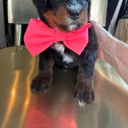 Mauve - Phantom female Bernedoodle puppy in Curtice, Ohio from The Pink Doghouse