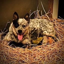Australian Cattle Dog puppies from Macushla Kennel