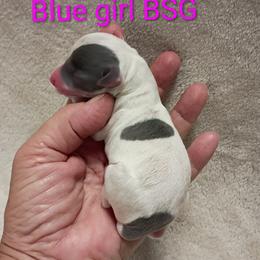 BSG - Blue female Italian Greyhound puppy in Babson Park, Florida from Quality Italian Greyhounds