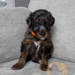 Pumpkin - Merle male Goldendoodle puppy in Murrieta, California from Apricot Poodles & Goldendoodles, LLC