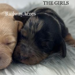 Girl 2-Merle - Merle female Goldendoodle puppy in Milford, Indiana from Railway Acres Kennel