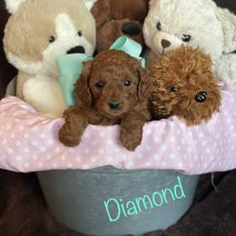 Bernedoodle, Goldendoodle, and Poodle Puppies from Kingdom Kennels