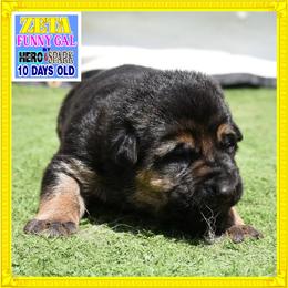 ZETA - Black and red female German Shepherd puppy in Murrieta, California from Diamond Oaks German Shepherds