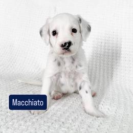 Macchiato - LUA long coat - White and black male Dalmatian puppy in Davenport, Florida from Sunny Jewels Dalmatians