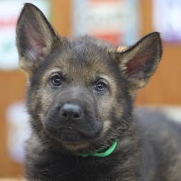 Raidho - Sable male German Shepherd puppy in Philippi, West Virginia from Vom Haus Highlands