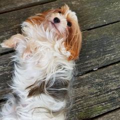 Shorkies and Yorkshire Terriers from Mine and Yorkies, LLC