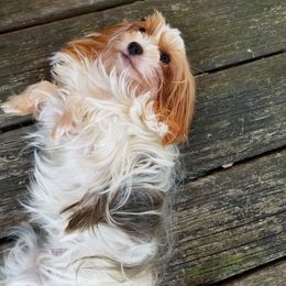 Shorkies and Yorkshire Terriers from Mine and Yorkies, LLC