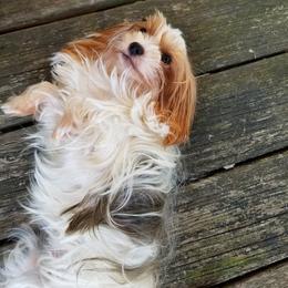 Shorkies and Yorkshire Terriers from Mine and Yorkies, LLC