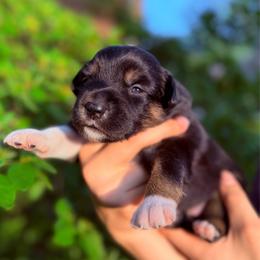 Mango - Black tri male Miniature Australian Shepherd puppy in Clarksville, Tennessee from Southern Oak Pups