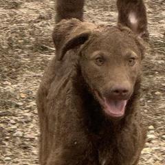 Chesapeake Bay Retrievers from Rivertown Retreivers