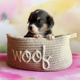 Diamond - Tri Girl - Black and tan female Pembroke Welsh Corgi puppy in Griffin, Georgia from Rollnoaks & Cottontail AKC Pembroke Welsh Corgis