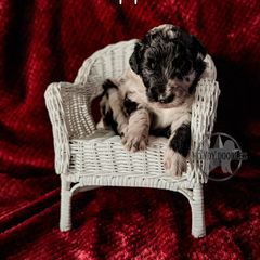 Bordoodle and Labradoodle Puppies from Howdy Doodles