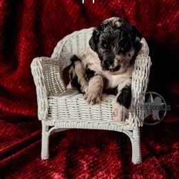 Bordoodle and Labradoodle Puppies from Howdy Doodles