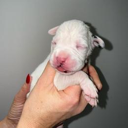 Girl 2 - White female Boxer puppy in Jamesville, New York from Reynolds Homestead Boxers