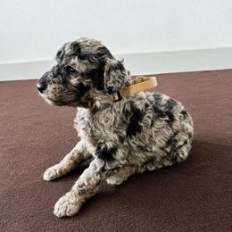 Cabo Verde - Merle male Goldendoodle puppy in Houston, Texas from Were The Mack'Doodles