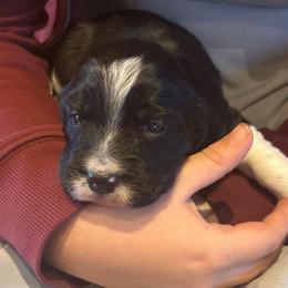 Emerald - Black and white female English Springer Spaniel puppy in St Johnsbury, Vermont from Paradise Valley Springers