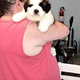Saint Bernard Puppies from Wintercrest St. Bernards