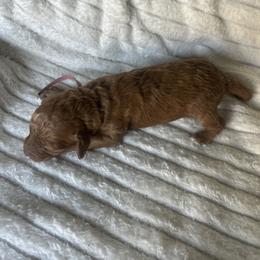 Pink Collar AKC - Red  female Poodle puppy in Powder Springs, Georgia from West Cobb Dogs