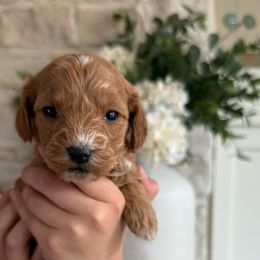 Cavapoochon Puppies from Doodles by design