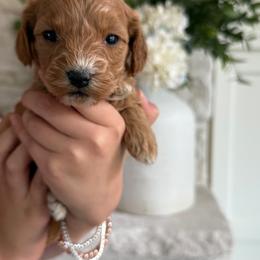 Cavapoochon Puppies from Doodles by design