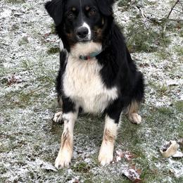 Australian Shepherd All Grown Up from K & R Australian Shepherds