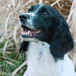 English Cocker Spaniels and English Springer Spaniels from PrairieRose Gundogs - Premium Field Bred Spaniels