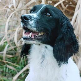 English Cocker Spaniels and English Springer Spaniels from PrairieRose Gundogs - Premium Field Bred Spaniels
