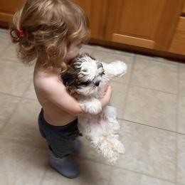 Shih Tzu Puppies from Tiny Bubbles Shih Tzus