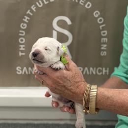 Mr. Green-Dot - Light golden male Golden Retriever puppy in Fresno, California from Sanctuary Ranch Goldens