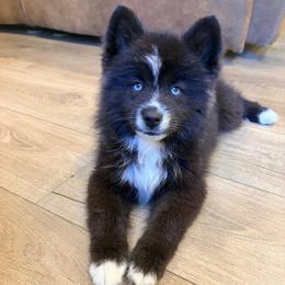 Darnold - Black and white male Pomsky puppy in Tonasket, Washington from Washington Pomskies