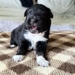 Cinnamon - Black tri male Miniature Australian Shepherd puppy in Bartow, Florida from Peace Creek Aussies
