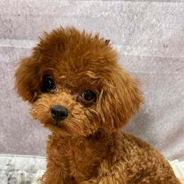 Sabrina Asian - Red  female Poodle puppy in San Diego, Temecula, Ontario, California from Yorkie & Maltese Royalty