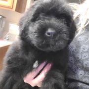 AKC Stella - Brindle Bouvier des Flandres puppy in Lawrence County, Missouri from Sandbox Puppies