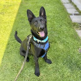 Night Fury - Black female German Shepherd puppy in Oakley, California from Von Guadachi German Shepherds & Audacity Border Collies