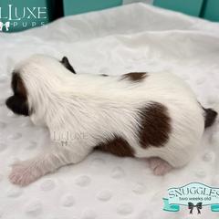 Morkie and Shorkie Puppies from Lil Luxe Pups