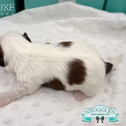 Morkie and Shorkie Puppies from Lil Luxe Pups