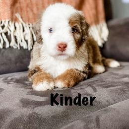 Kinder - Chocolate merle male Bernedoodle puppy in Hudson, Indiana from TurkeyCreek-K9