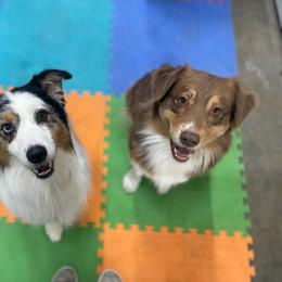 Australian Shepherd puppies from BellSharps Australian Shepherds