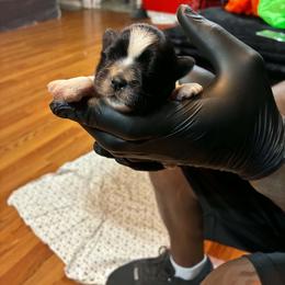 Boy 1 - Black gold and white male Shih Tzu puppy in Memphis, Tennessee from Lady Class Kennel