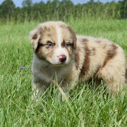 Australian Shepherd Puppies from Canyon South Aussies