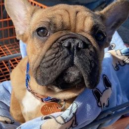 French Bulldogs from Double C Frenchies