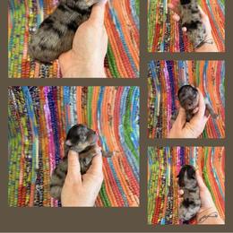 Blue Merle tan points - Blue merle female Pomeranian puppy in Harrah, Oklahoma from Sunshines Pomeranians & Cavapoos