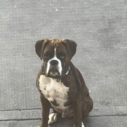 Rocki - Boxer