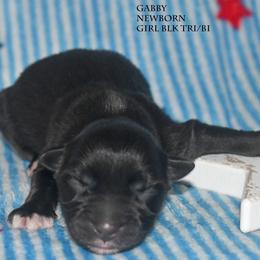 Gabby - Black tri female Miniature Australian Shepherd puppy in Patterson, North Carolina from DreamLine Aussies