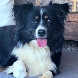 Aussiedoodles and Toy Australian Shepherds from Cotton Country Kennels