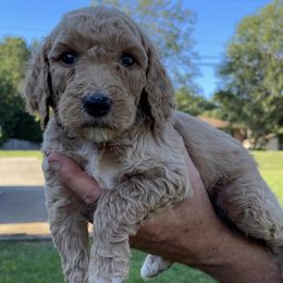 Poodles from Amazing Grace Poodles