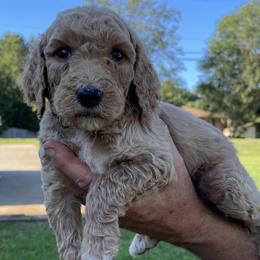 Poodles from Amazing Grace Poodles