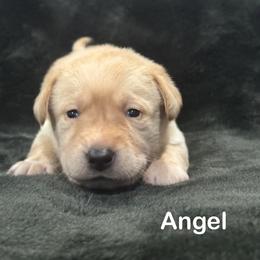 Angel - Yellow female Labrador Retriever puppy in Tigard, Oregon from Morrison Labrador Retreivers