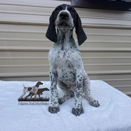 German Shorthaired Pointer and Vizsla Puppies from Pilgrims Trails Shorthairs