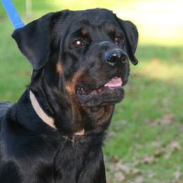 Rottweilers from Enforcer Rottweilers